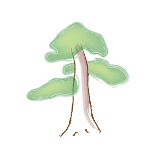 pruning bonsai